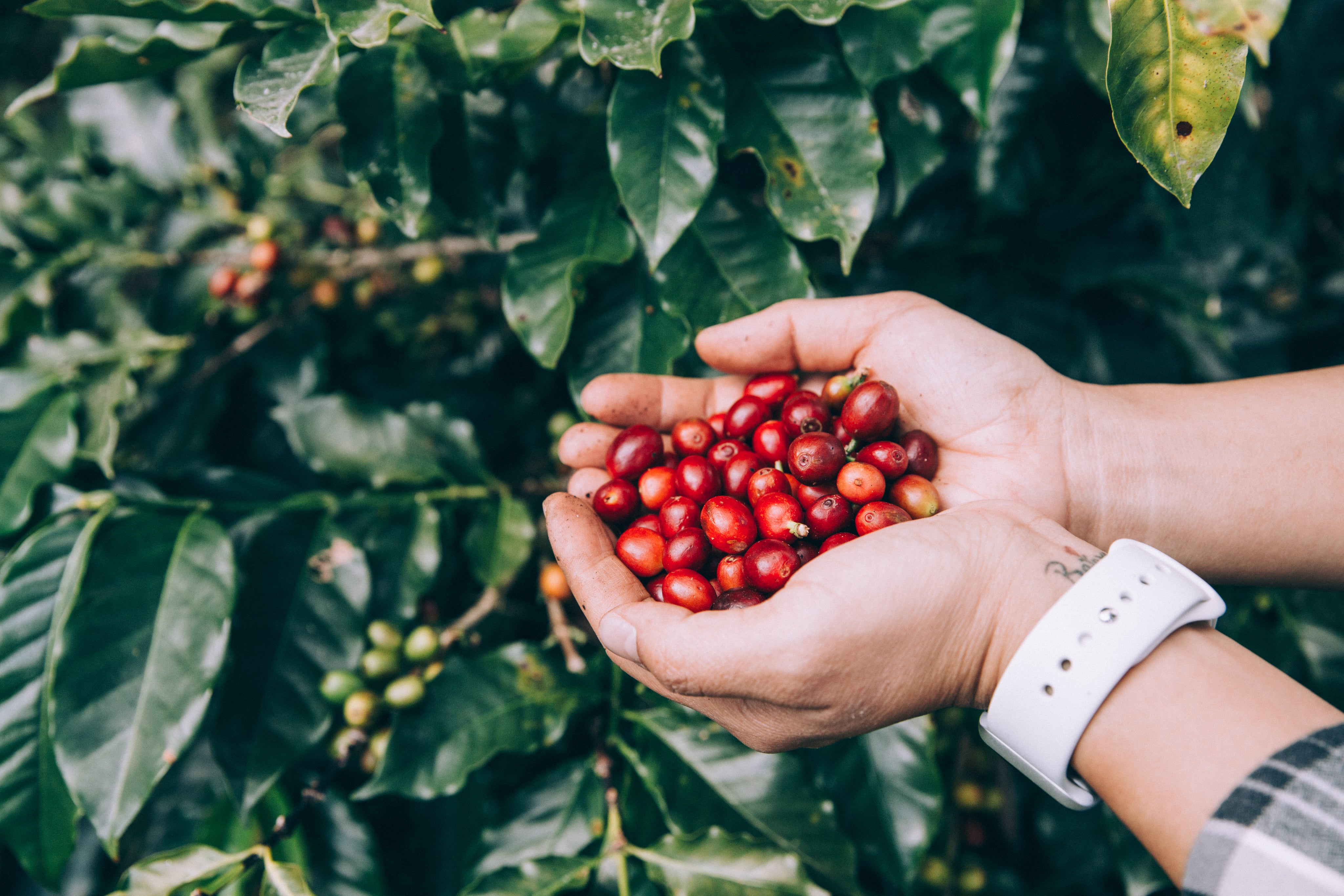 freshly-picked-coffee-beans.jpg